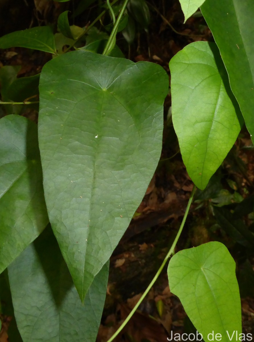 Cyclea peltata (Lam.) Hook.f. & Thomson